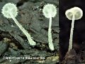 Hemimycena mauretanica-amf2016